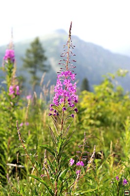 img00082.jpg